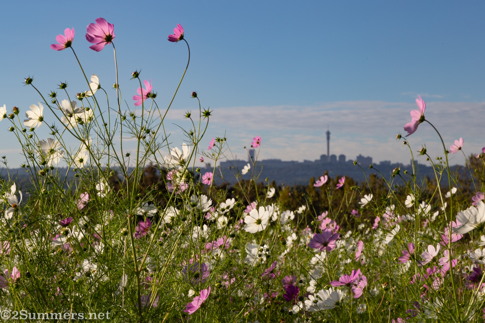 Cosmos and the Joburg skyline