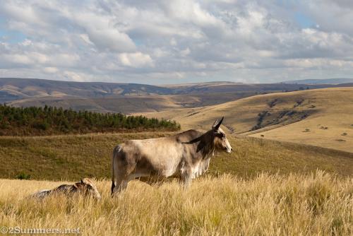 A cow in KwaZulu-Natal