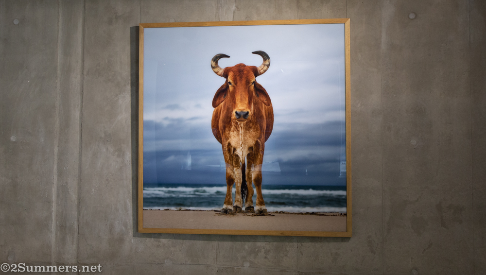 Cow photo in CIRCA by Daniel Naude