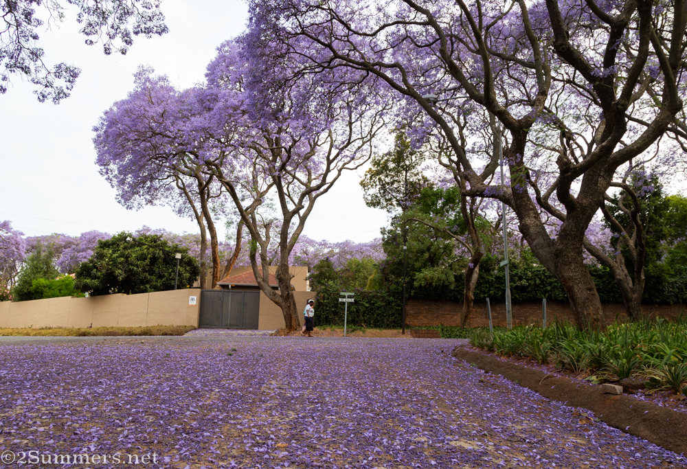 Purple above and below