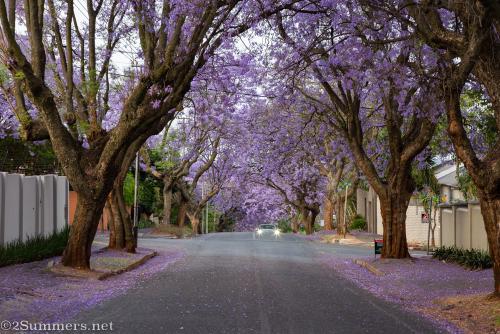 Melville 9th Street with jacarandas