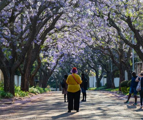 Fiver and jacarandas