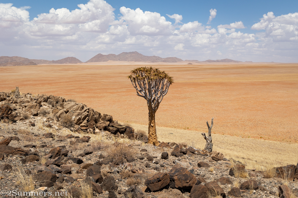 Quiver tree or kokerboom on Eureka Farm