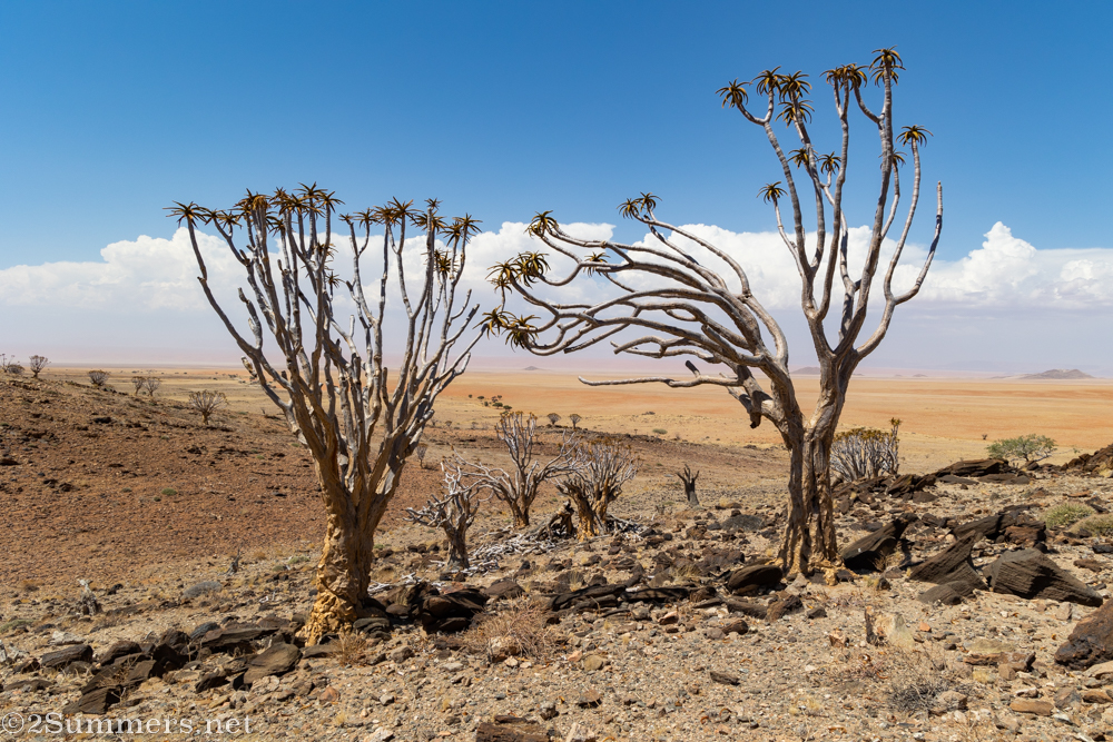 Quiver trees with curving branches