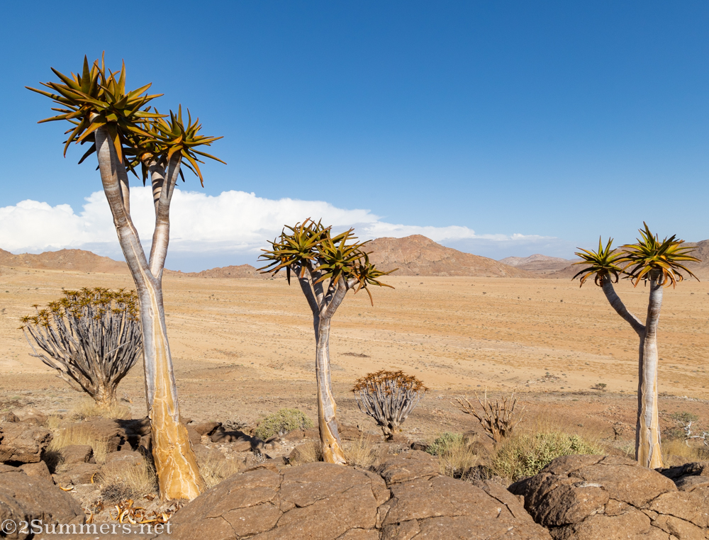 Quiver trees near Aus in southern Namibia