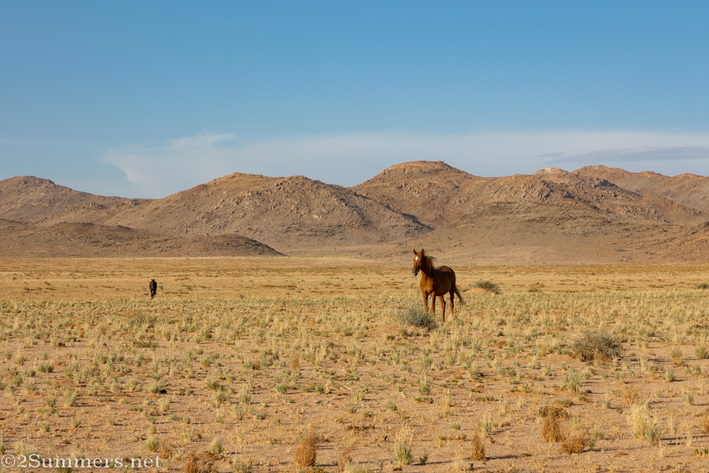 Wild horses near Eureka Farm