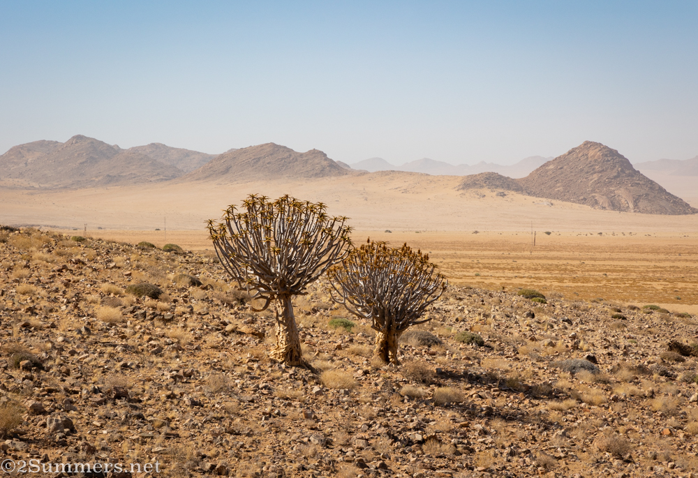 Quiver trees in southern Namibia