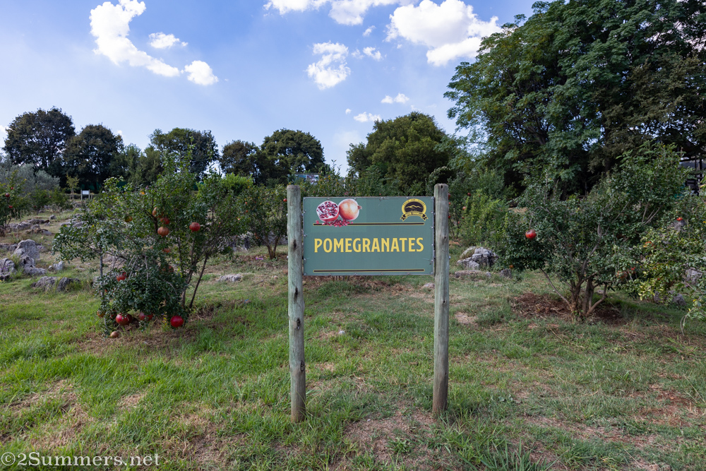 Pomegranates at Buyuk Chamlija