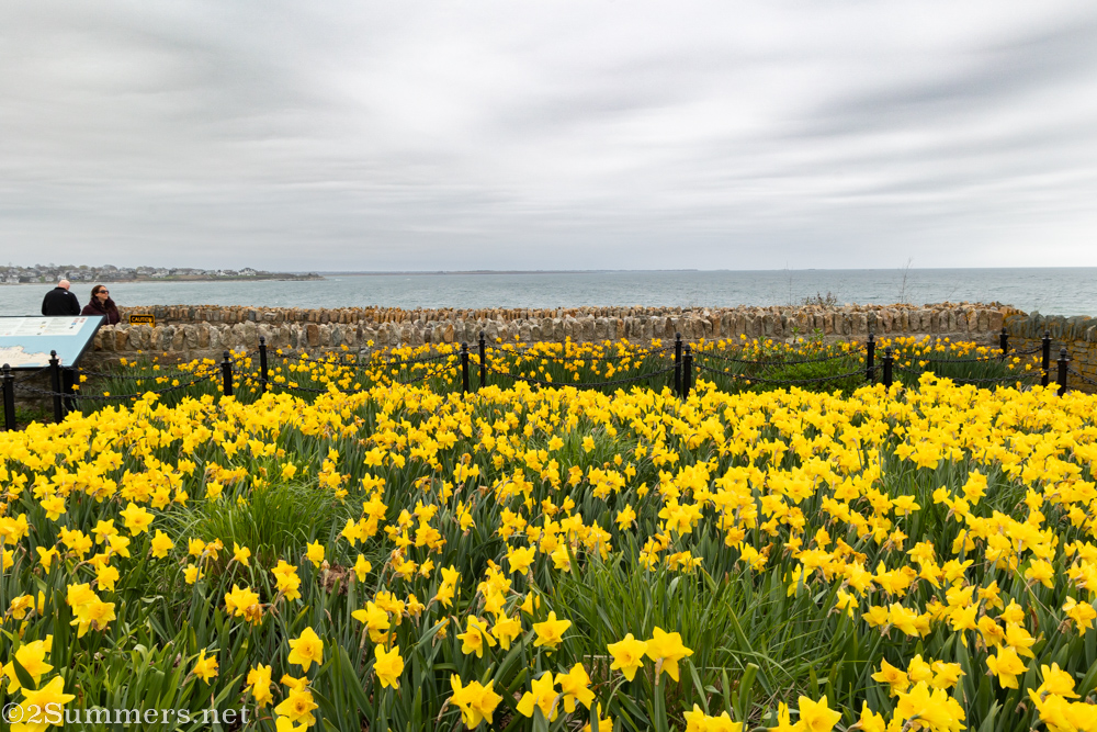Daffodils on the Cliff Walk