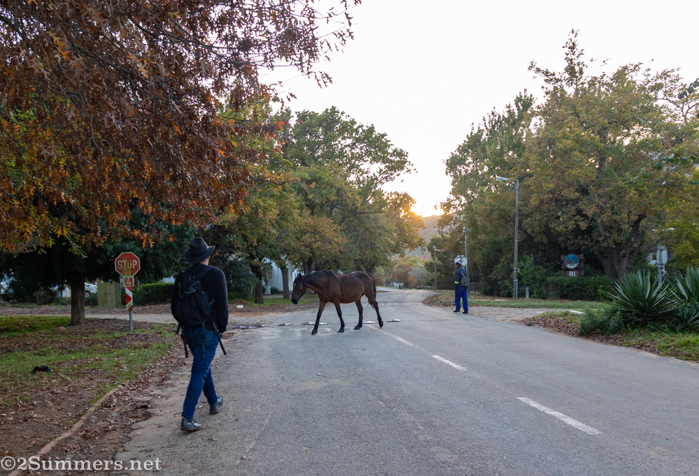 Horse walking past Thorsten