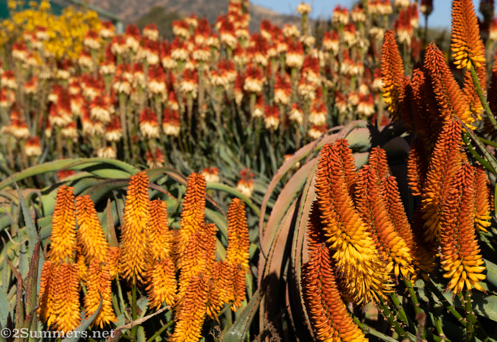 Red, yellow, and orange aloes at the Aloe Farm in Hartebeespoort