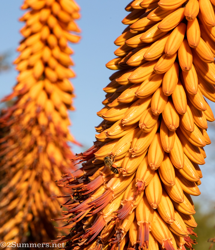 Bee pollinating aloe