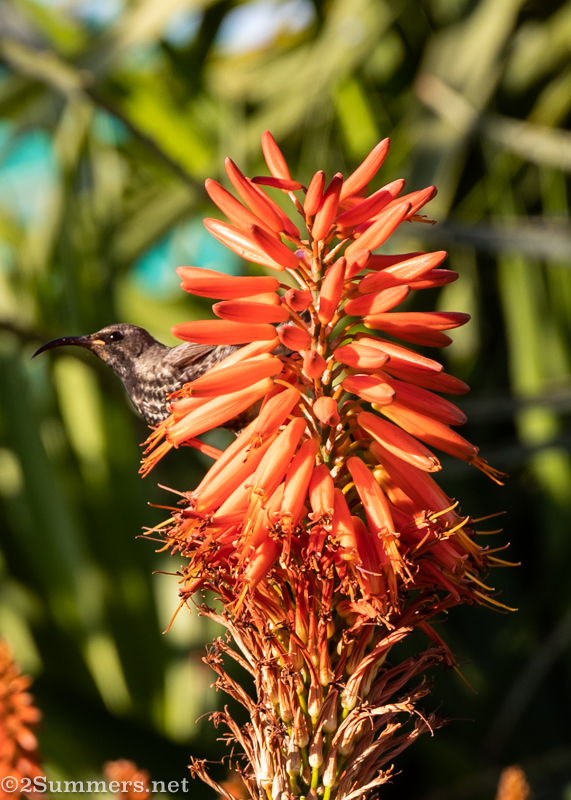 Sunbird at the Aloe Farm