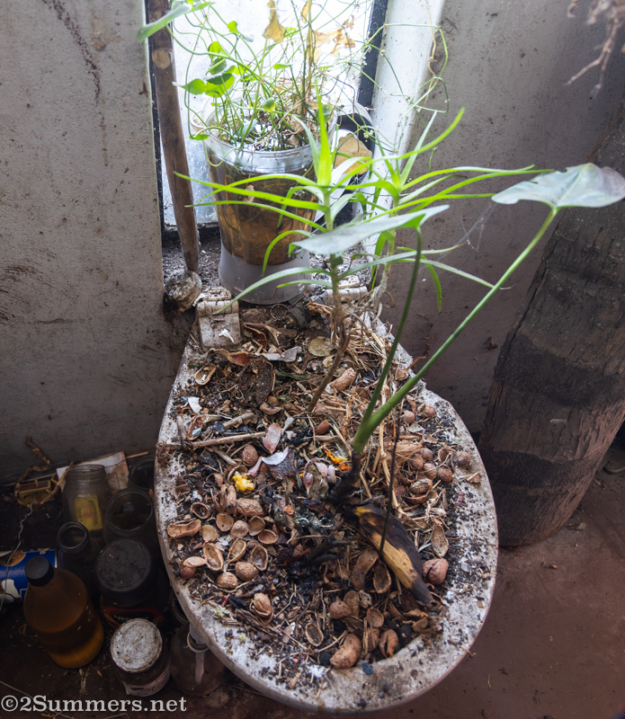 Toilet garden