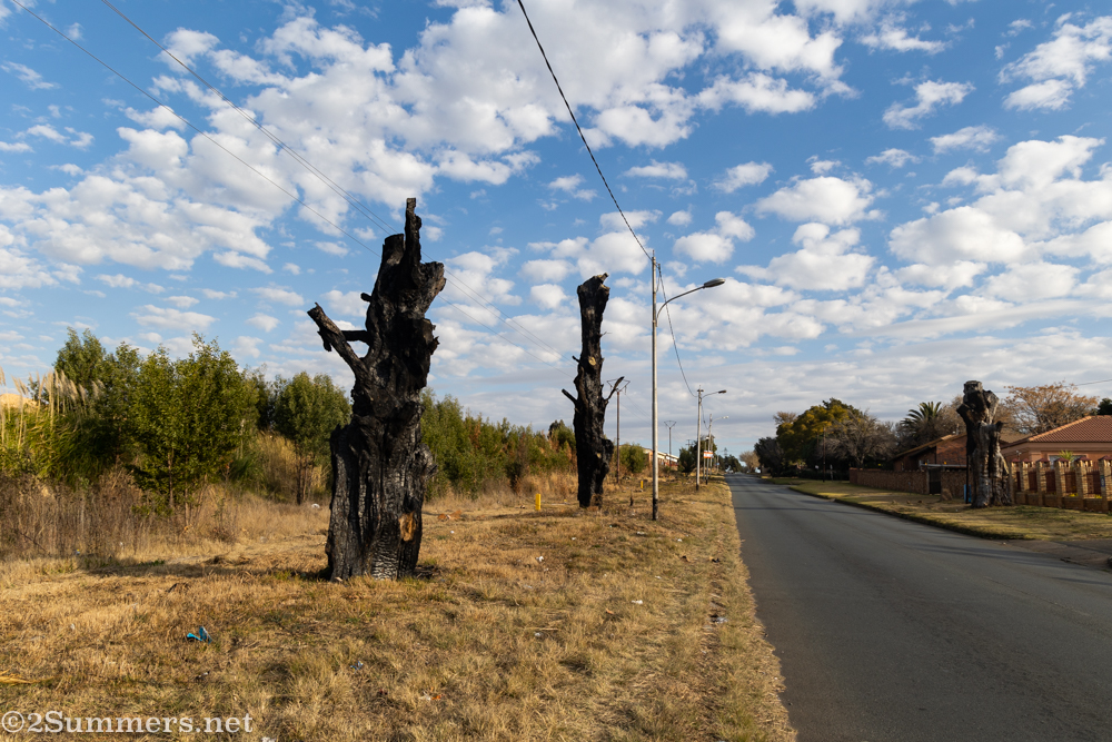 Burnt trees on Spencer Road, Maraisburg