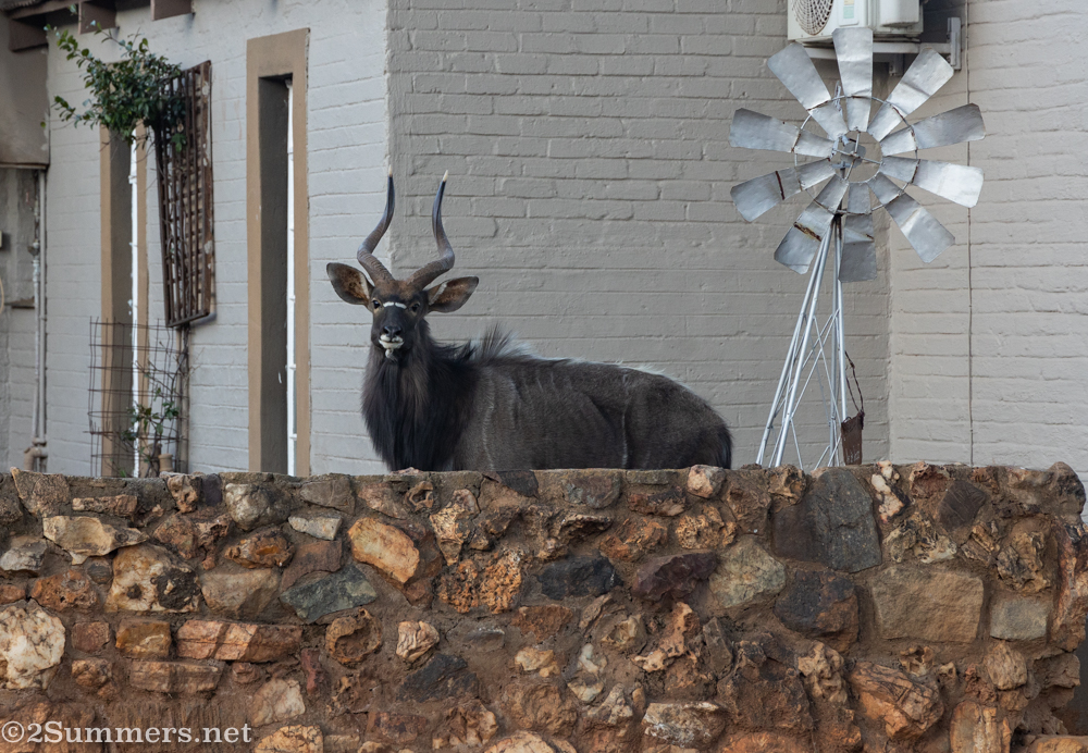 Nyala at Knopberg
