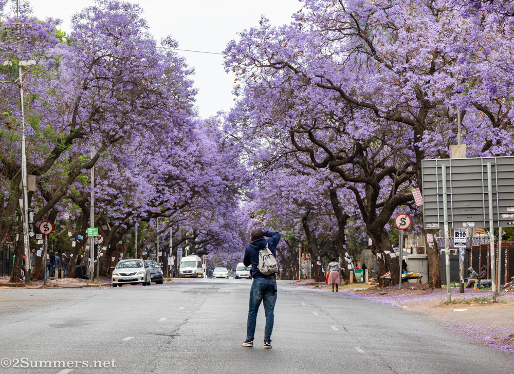 Shooting jacarandas in the Pretoria streets