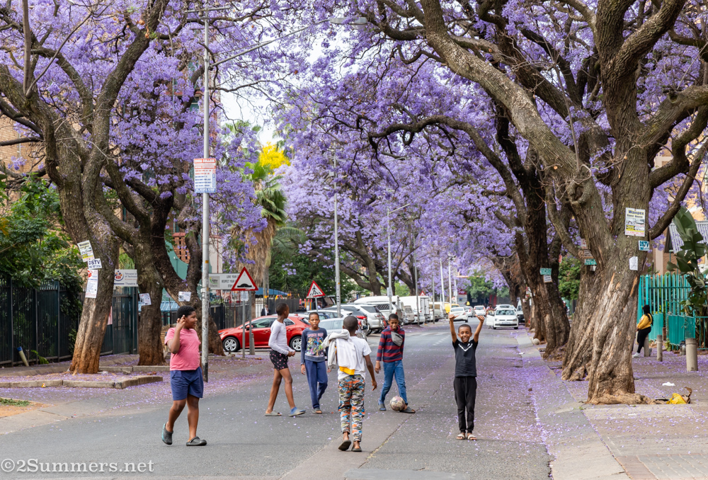 Kids playing soccer under jacarandas