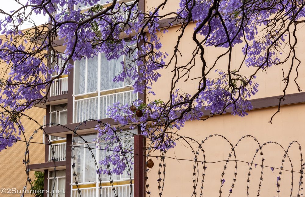 jacarandas and buildings