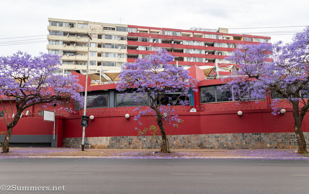 jacarandas and buildings