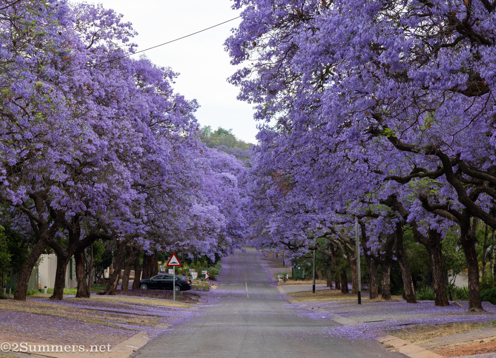 Purple jacarandas in Pretoria