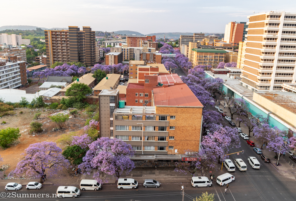 Pretoria jacarandas from s building on Steve Biko Street