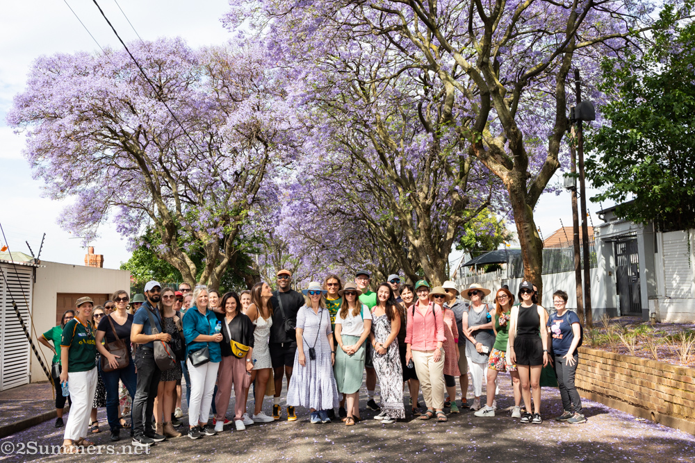Jacaranda walkers
