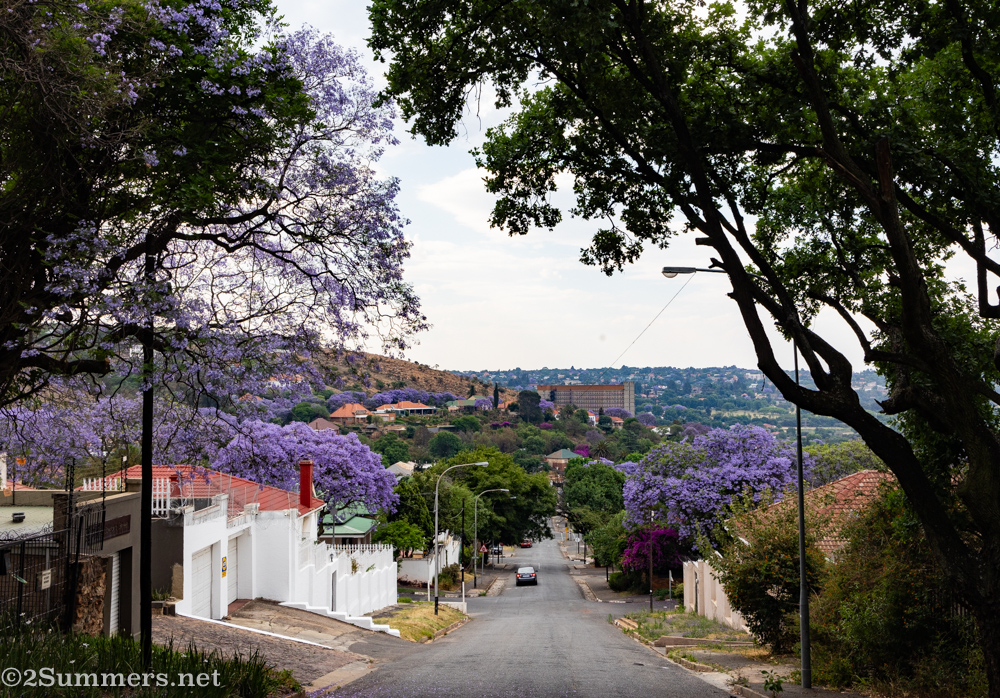 Kensington jacaranda views