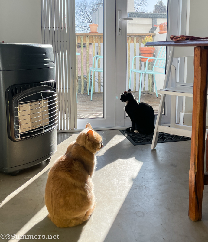 Trixie and Brixie again