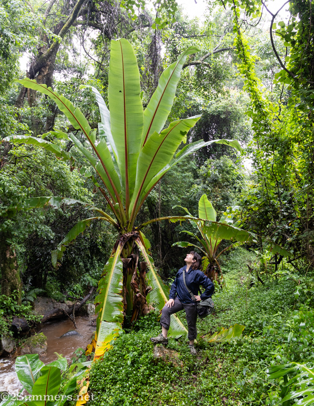 Heather under a huge tree