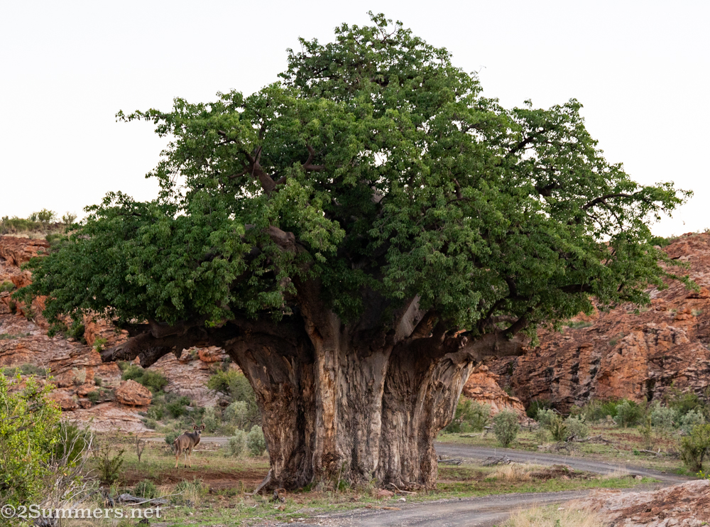 Enormous baobab with a kudu underneath