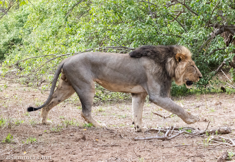 Male lion walking