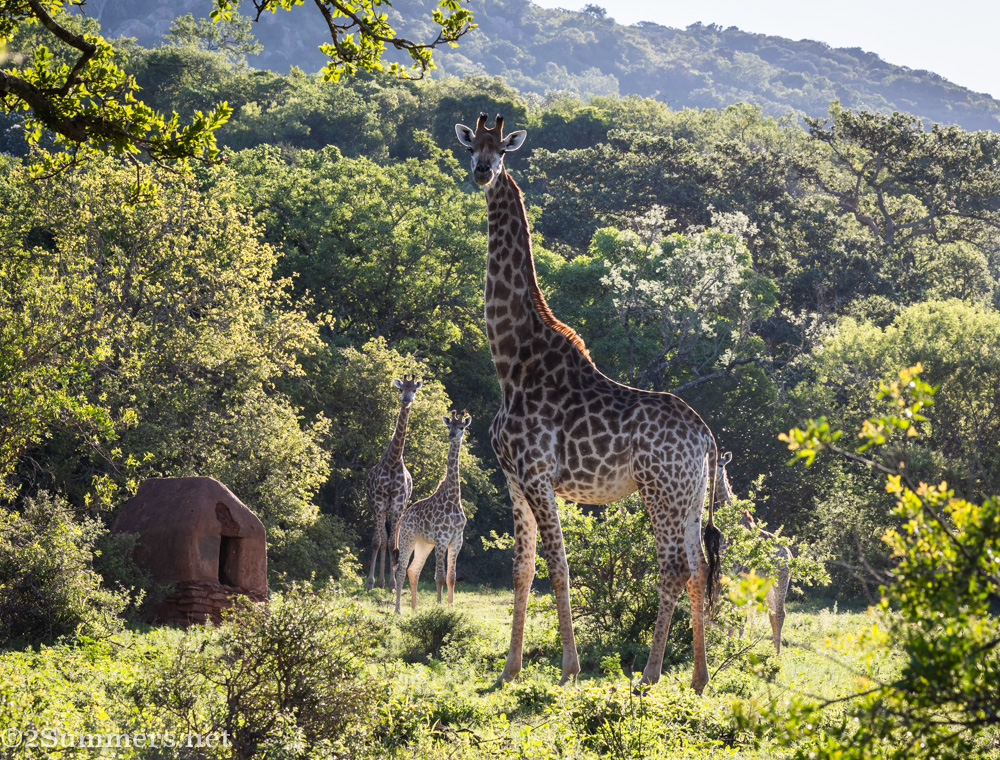 Giraffes at Leshiba