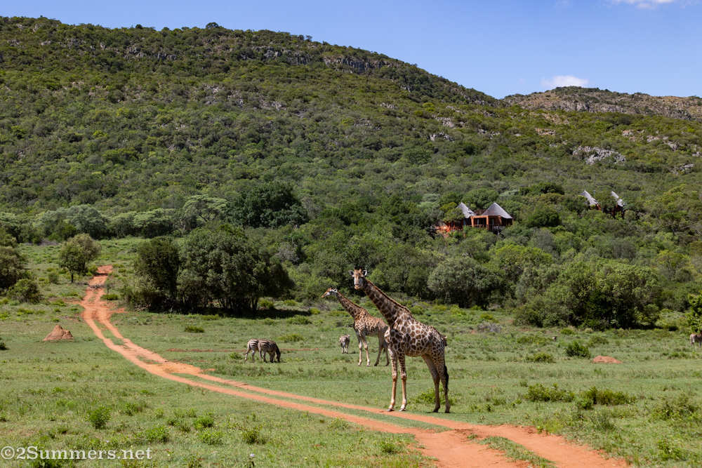 Animals with the Leshiba lodge in the background