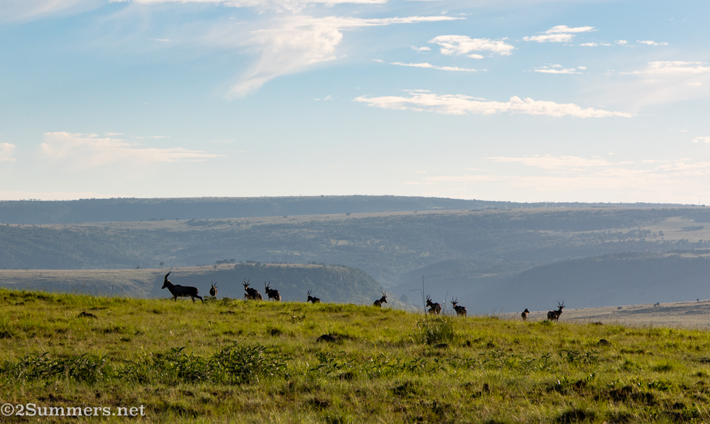Blesbok on a hillside