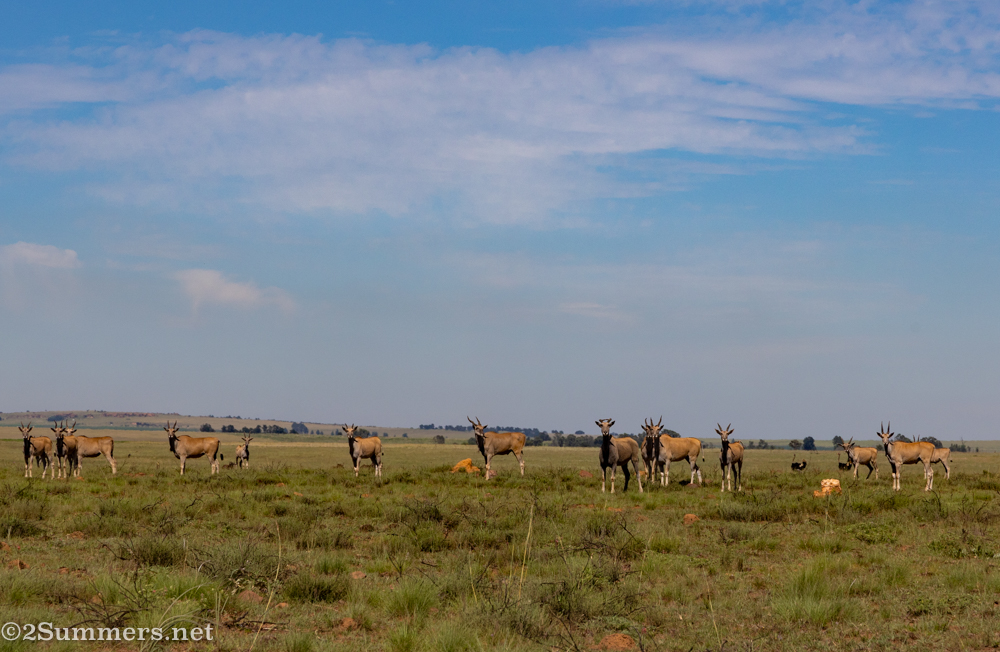 Herd of eland