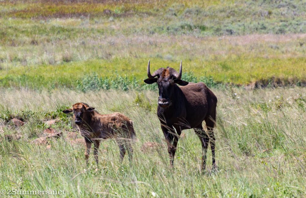 Mother and baby black wildebeest