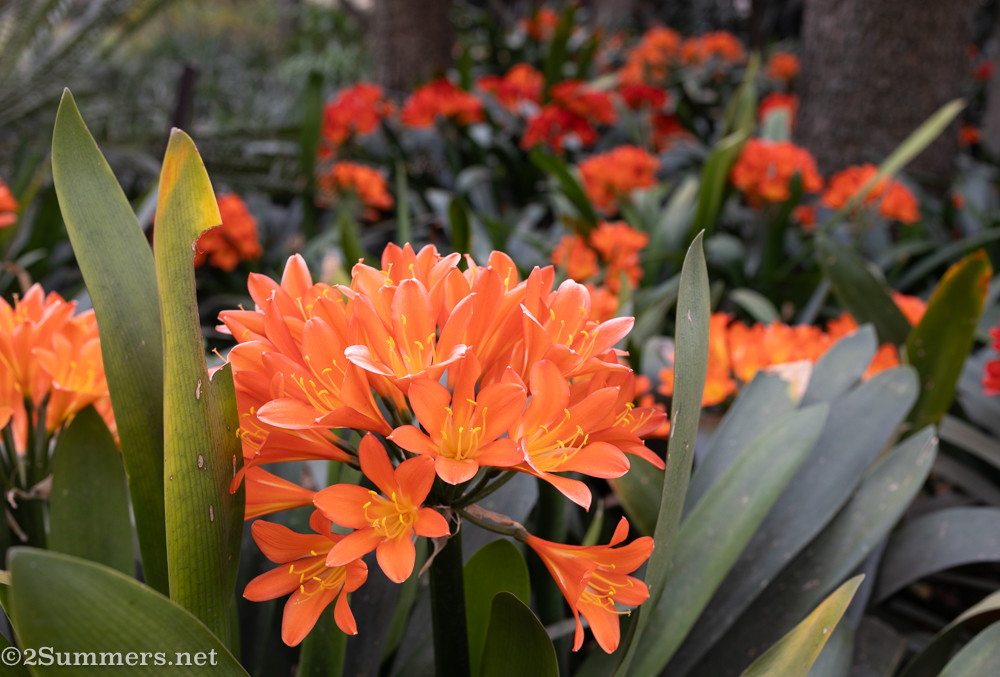 Clivias in bloom at Random Harvest